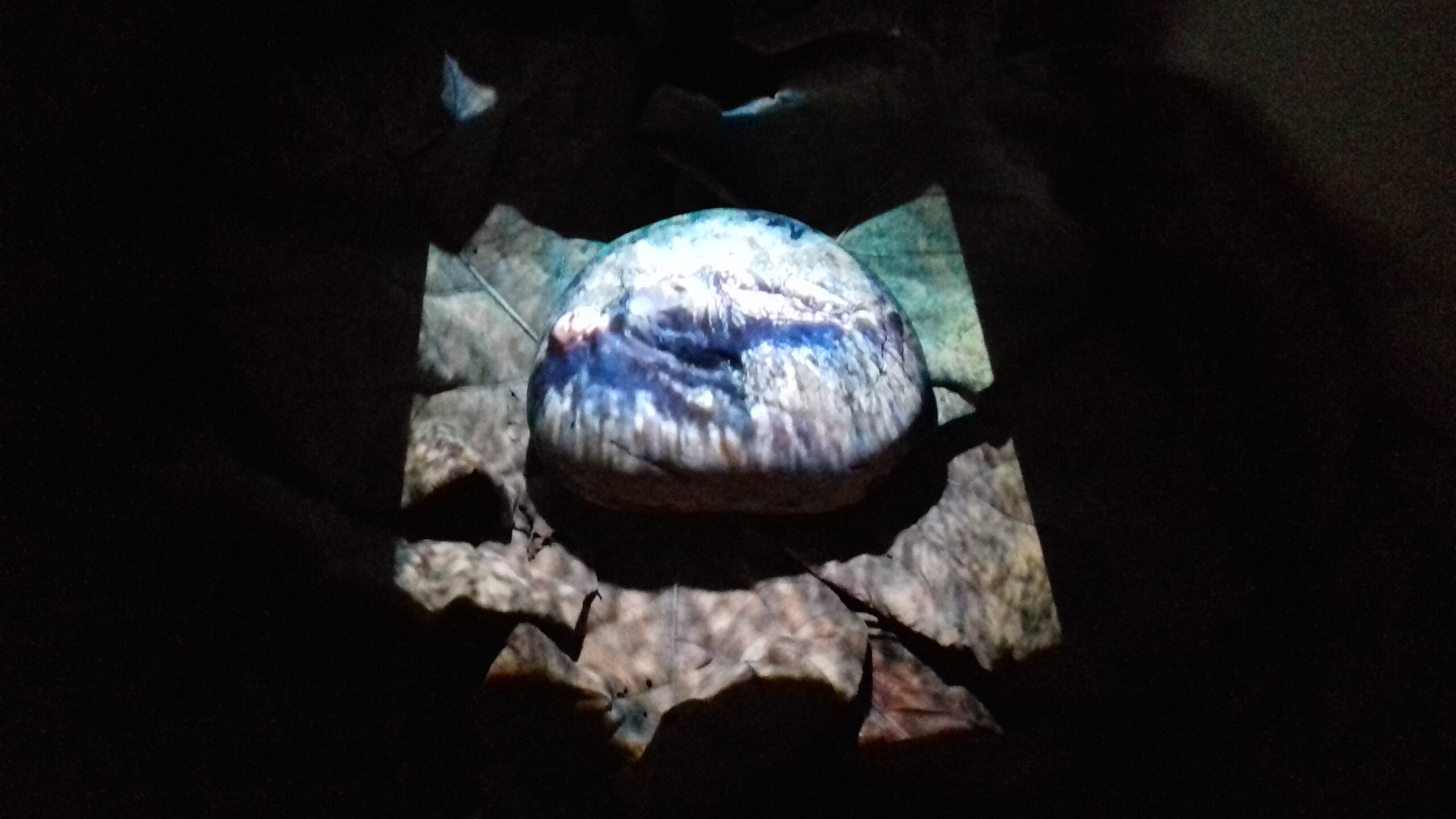 Rebirth from the Stone – 2018